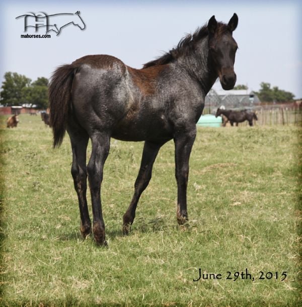 Miss Black Sock's 2015 Filly